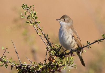 Whitethroat