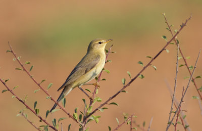 Willow Warbler 