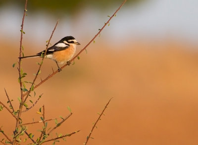 Masked Shrike