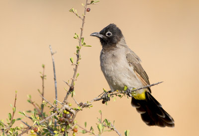 Spectacled Bulbul