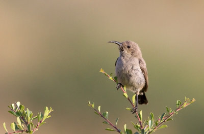 Palestine Sunbird