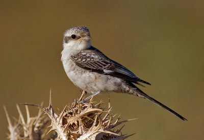 Masked Shrike - young