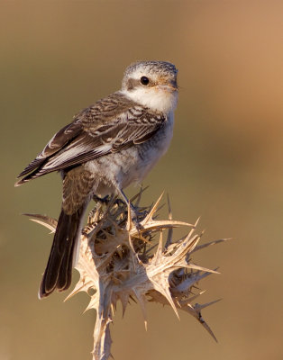 Masked Shrike - young