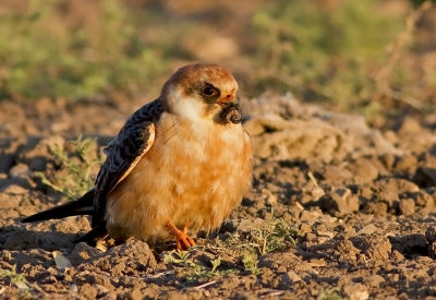 Red footed Falcon (female)