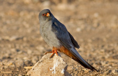 Red footed Falcon (male)