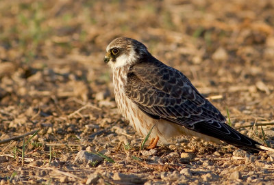 Red footed Falcon (young)