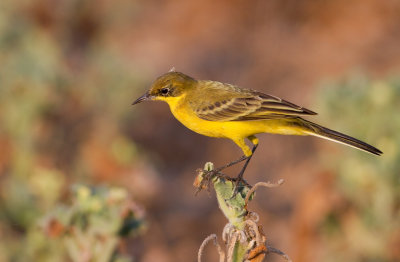 Yellow Wagtail