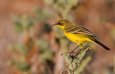 Yellow Wagtail