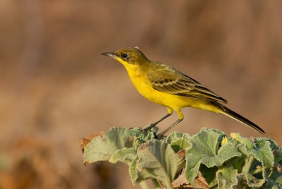 Yellow Wagtail