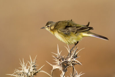 Yellow Wagtail