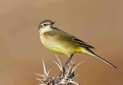 Yellow Wagtail