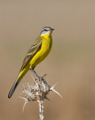 Yellow Wagtail