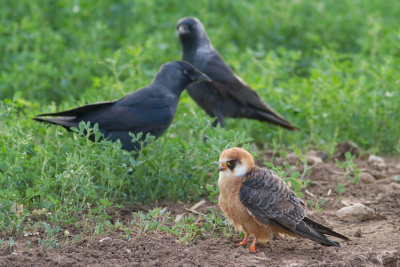 Red footed Falcon (female)