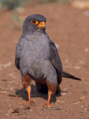 Red footed Falcon    בז ערב