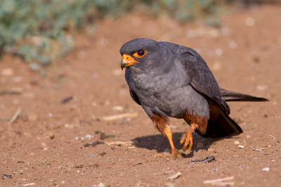 Red footed Falcon (male)