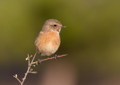 Stonechat -female