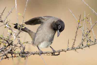 Spectacled Bulbul