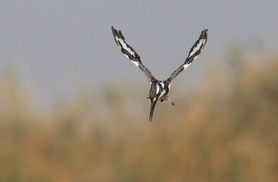 Pied Kingfisher