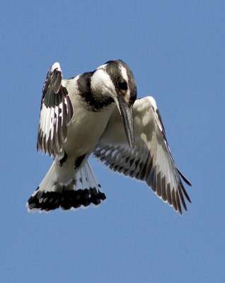 Pied Kingfisher