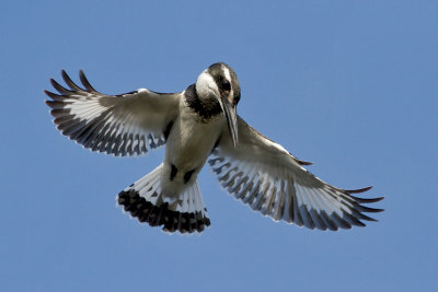 Pied Kingfisher