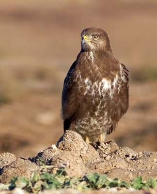Common Buzzard 