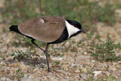 Spur-winged Lapwing 