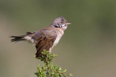 Whitethroat