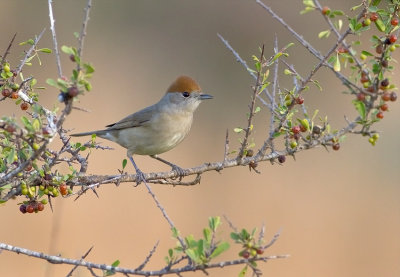 Blackcap