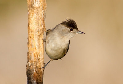 Blackcap