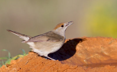 Blackcap