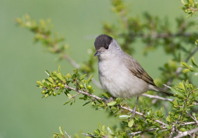 Blackcap