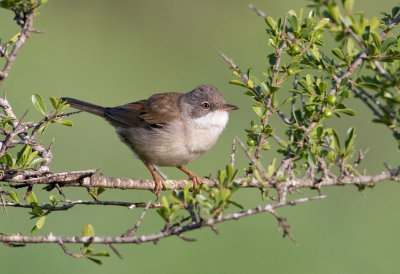 Whitethroat