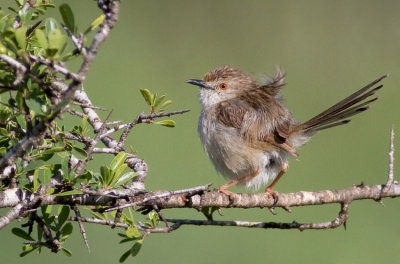 Graceful Prinia