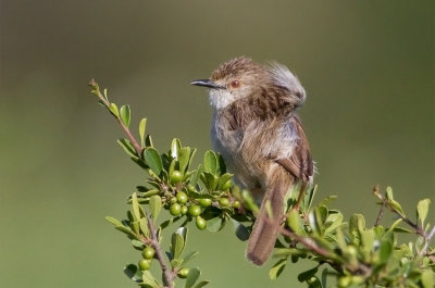 Graceful Prinia