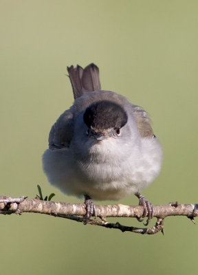 Blackcap