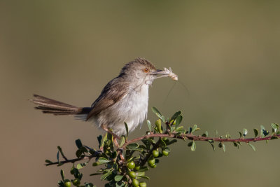 Graceful Prinia