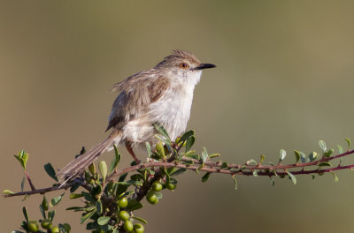 Graceful Prinia