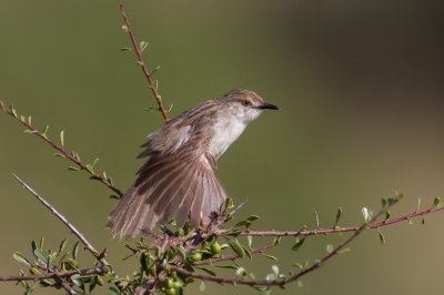 Graceful Prinia