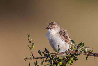 Graceful Prinia