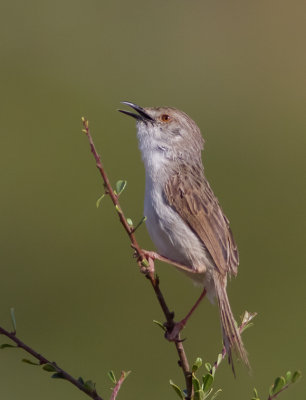 Graceful Prinia