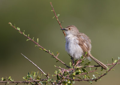 Graceful Prinia