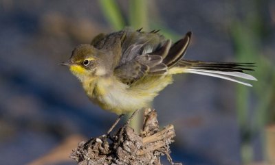 Yellow Wagtail