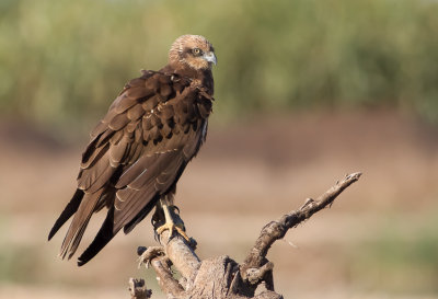 Marsh Harrier 