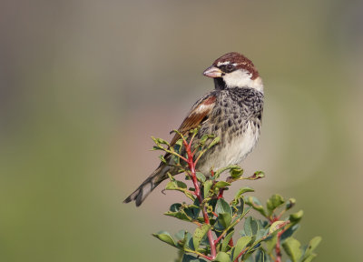 Spanish Sparrow