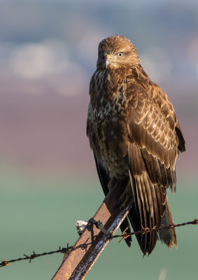 Common Buzzard 