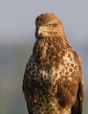 Common Buzzard 