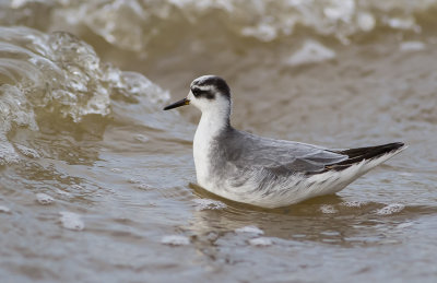 Grey Phalarope