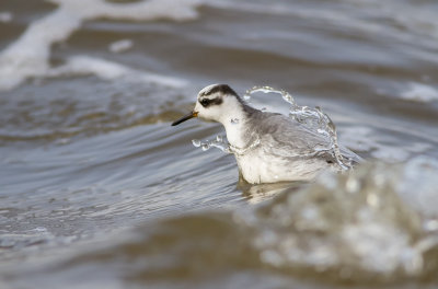 Grey Phalarope