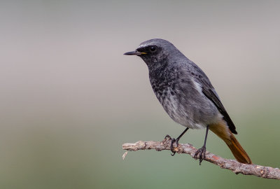 Black Redstart -male