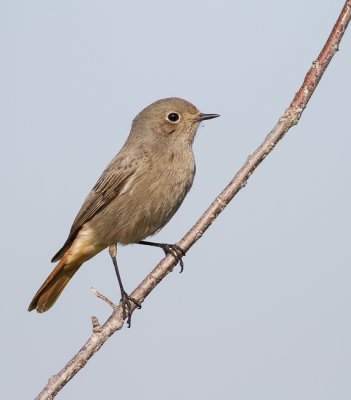 Black Redstart -female